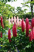 Pink lupins in garden