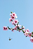 A flowering sprig of almond blossom against a blue sky