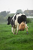 A dairy cow in a field, Dorset, England