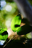 Blätter an einem Zimtbaum (Close Up)
