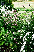 White and pink flowers in garden