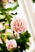 Pink, double geraniums in pot