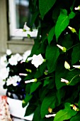 White-flowering climbing plant