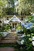 Blue hydrangeas and potted white petunias, azaleas and echeverias lining a paved path leading to a traditional house