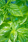 A close up of a basil plant