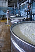 Cheese being made in a dairy in Cagliari, Sardinia, Italy