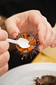 A sea urchin being scooped out