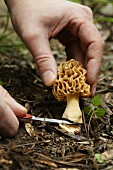 A morel mushroom being cut