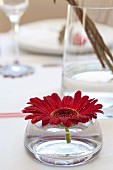Gerbera daisy in squat glass vase on table