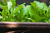 A close-up of young rocket plants in a container