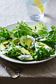 Avocado and endive salad with a yogurt and chive dressing