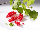 Rote Johannisbeeren mit Zweig