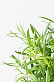 Fresh rosemary (close-up)