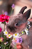 A rabbit wearing a daisy chain around its neck