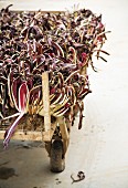 Radicchio di Treviso on a harvesting trolley (Italy)