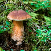 A porcini mushroom in a forest (close-up)