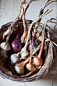 Freshly harvested garlic and onions in a wicker basket