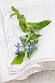 Flowering borage on the linen cloth outside
