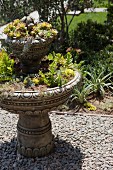 View of garden plants on a sunny day