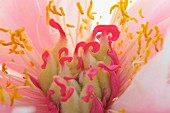 Close up of pink petaled flower with pink and yellow stamens