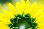 Auschnitt von Rückansicht einer Sonnenblume