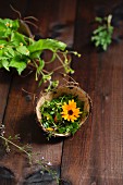 Wild herb salad in a coconut shell in front of a bunch of herbs