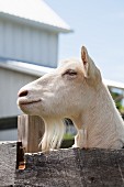 A goat in an enclosure on a farm