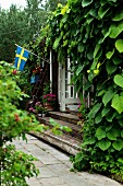 Berankte Fassade eines Sommerhauses, davor Holzstufen zum Garten, im Hintergrund schwedische Fahne an Fassade aufgehängt