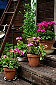 Potted pink geraniums on wooden steps