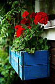 Rote Geranien in blauem Holz Blumenkasten
