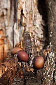 Three eggs dyed using walnut shells on tree stump