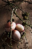 Hens' eggs partially dyed in using walnut shells and wild madder amongst larch twigs on wooden table