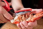 A lobster being cut open