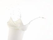 Milk splashing out of glass