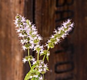 Flowering peppermint in front of a wooden crate