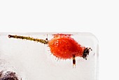 A rosehip and a beetle in an ice block