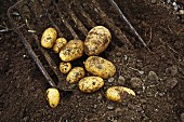 Kartoffeln der Sorte Ditta werden ausgegraben