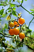 Gelbe Tomaten, an der Pflanze hängend