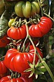 Tomaten der Sorte Costoluto Genovese an der Pflanze