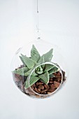 Plexiglas globe planter with succulents on bed of mulch