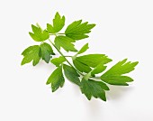 A sprig of lovage