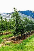 Apfelbäume auf Plantage in Tirol, mit Netzen abgedeckt