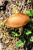 A birch bolete and clover growing on a forest floor