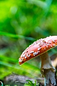 A fly agaric in a forest