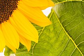 Detail of flowering sunflower and leaf
