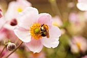 Bumblebee on pink anemones