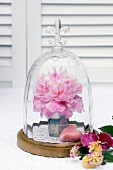 Peony bloom & heart ornament under glass cover