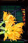 A bunch of courgette flowers on a market stand in Italy
