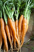 Fresh garden carrots