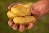 A hand holding early potatoes (wine growing region, Austria)